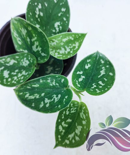 Money Plant Argyraeus Pothos