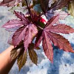 Cranberry hibiscus 红叶槿