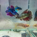 Betta Double Tail Female Fighting Fish Random Colour