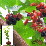 Mulberry Plant 桑果 Buah Beri