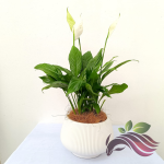 Spathiphyllum Peace Lily