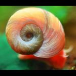Red Ramshorn Snail Red Apple Snail 苹果螺 10 Pieces