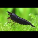 Black Rose Shrimp Neocaridina 5 Pieces