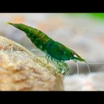 Green Jade Shrimp Neocaridina 5 Pieces