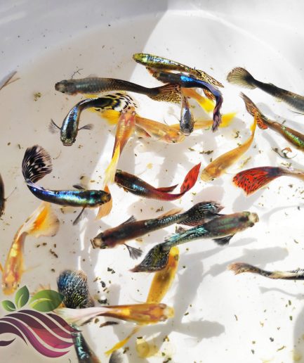 Guppy Fish 孔雀鱼 (2 Male 2 Female) Random Colour