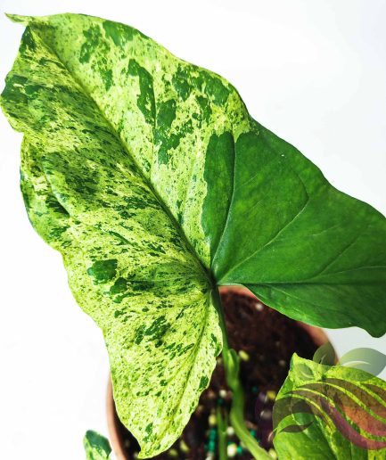 Syngonium Moltted Mojito