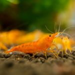Orange Shrimp Neocaridina 8 Pieces