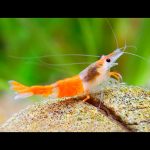 Orange Rili Shrimp Neocaridina 5 Pieces