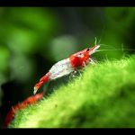 Rili Shrimp Neocaridina 10 Pieces