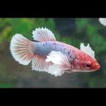 Betta Dumbo Ear Female Fighting Fish Random Colour