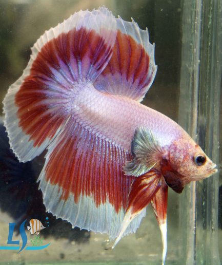 Betta Fighting Fish Delta Tail Random Color