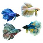 Betta Double Tail Male Fighting Fish Random Colour
