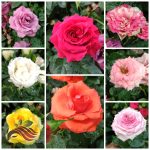 Lowland Rose 地原玫瑰