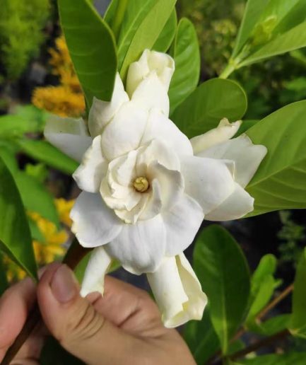 Gardenia Plant 栀子花 White Fragrant Flower