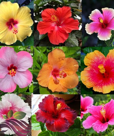 Hawaiian Hibiscus Random Flower Colour