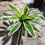 Bromeliad Variegated