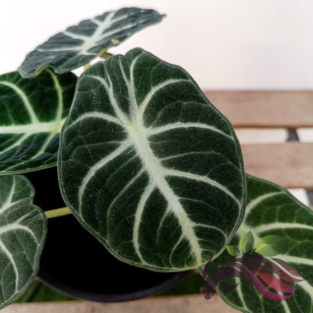 Alocasia ninja NO4・ Bambino pink NO2 2株 Alocasia Bambino Pink Variegated from Thailand 4