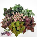 Fittonia 网纹草 (Random Color)