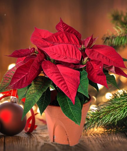 Poinsettia Christmas Red 圣诞红 一品红