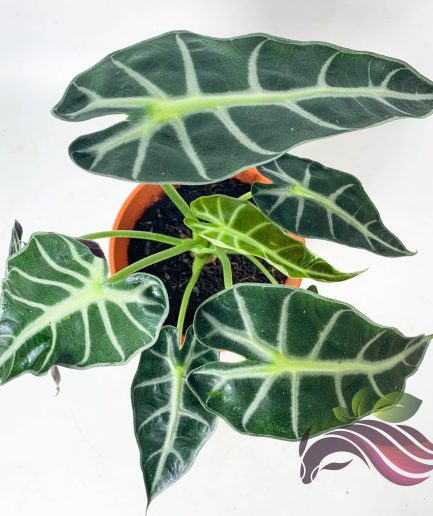 Alocasia Bambino