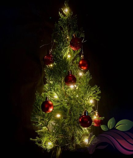 Christmas Tree 圣诞树