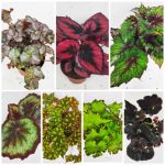 Begonia Rex (Random Color)
