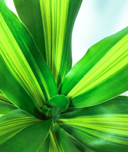 Dracaena Golden Heart