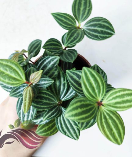 Peperomia Tetragona