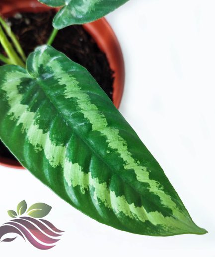 Schismatoglottis Wallichii 瓦力电光芋