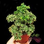 Polyscias Dwarf Variegated