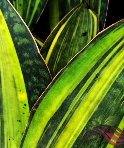 Sansevieria Whale Fin Variegated