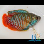 Dwarf Gourami 1 Piece