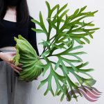 Platycerium MT Kitshakood Ridleyi X Coronarium