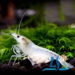 Snowball Shrimp Neocaridina (5 Pieces)
