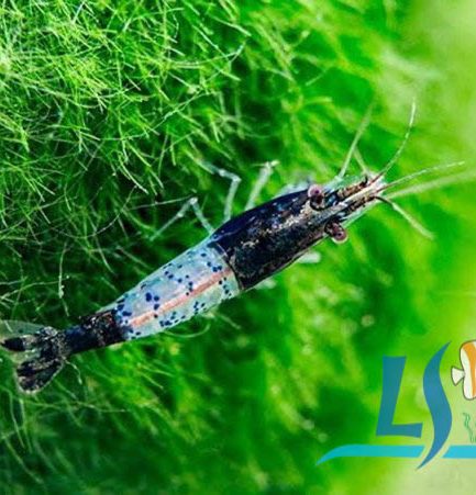 Black Rili Shrimp (5 Pieces)
