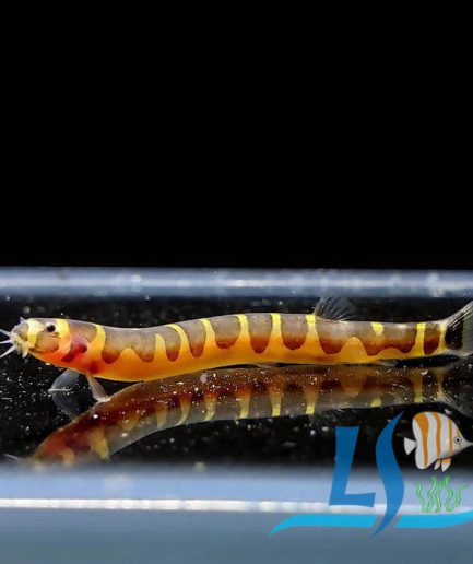 Kuhli Loach (3 Pieces)