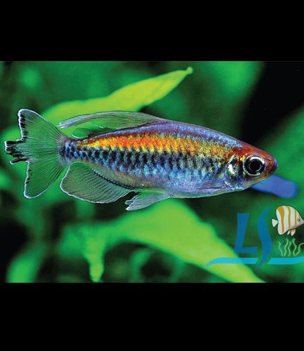 Congo Tetra 2 Pieces