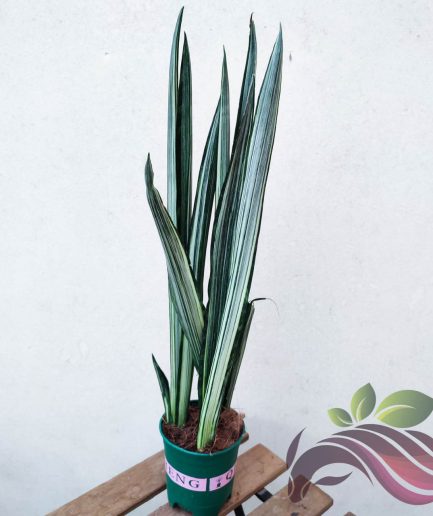 Sansevieria Bantel's Sensation