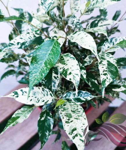 Ficus Batik