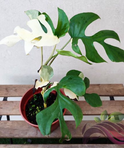 Rhaphidophora Tetrasperma Albo Variegated