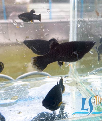 Black Molly (S Size) (3 Pieces)