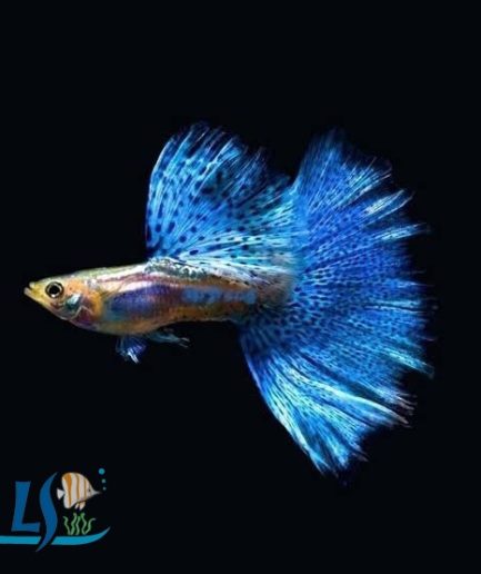Blue Grass Guppy Pair 1 Male 1 Female