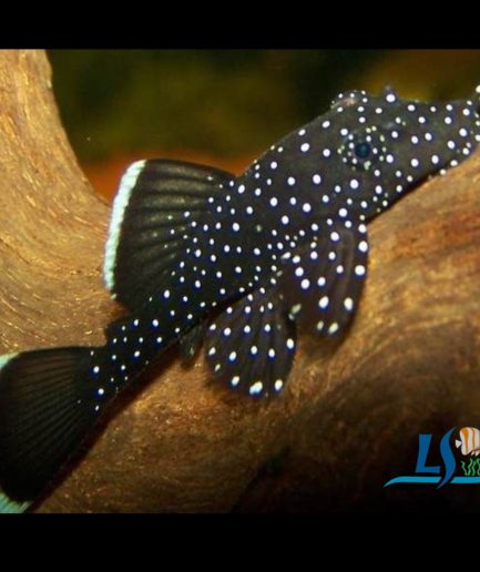 L183 Starlight Bristlenose Pleco