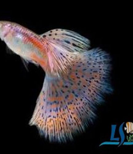 Red Grass Guppy Pair 1 Male 1 Female