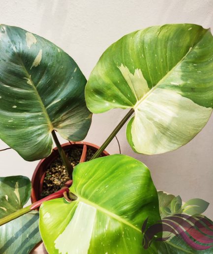 Philodendron White Princess