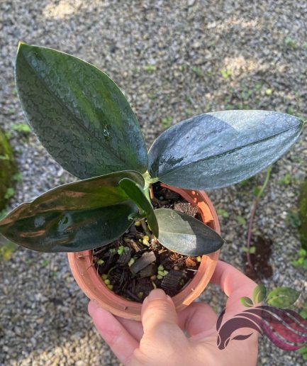 Scindapsus Treubii Dark Form
