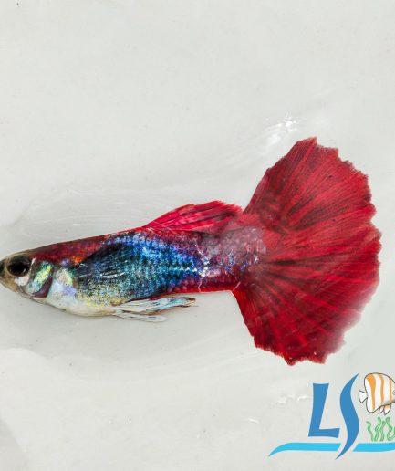 Ikan Guppy Red Rose Guppy 1 Pair Male Female