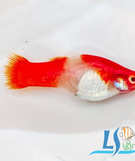 Kohaku Swordtail 3pc Set