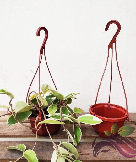 Mini Hanger Plastic Pot