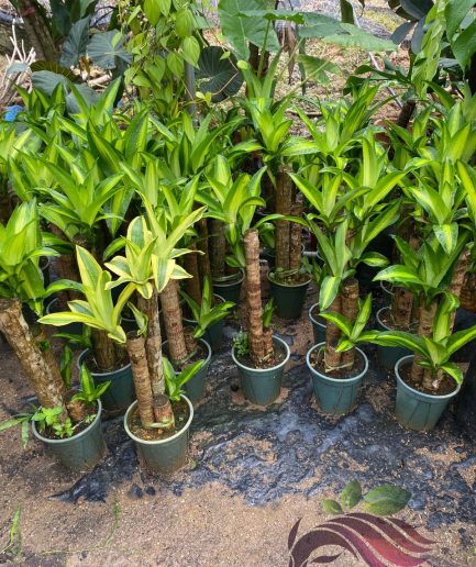Dracaena Fragrans 2 ft